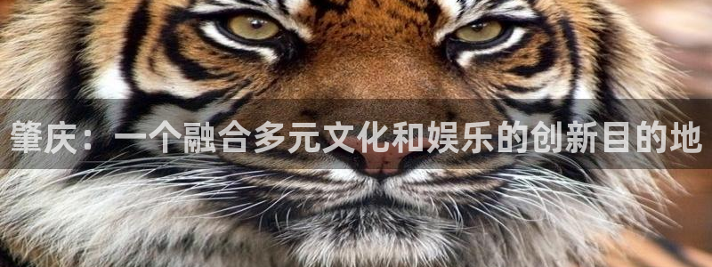 新银河官网